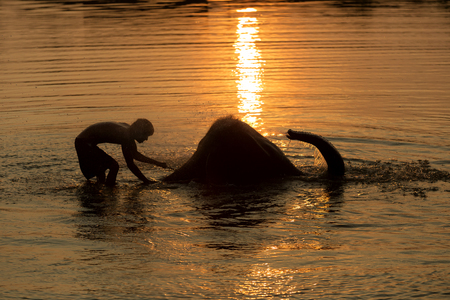 Silhouette ,Mahout and elephant bathing in the pool. sunset time.の写真素材