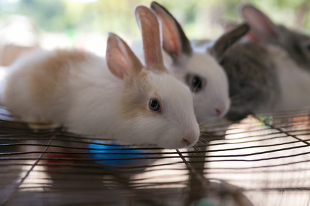 Rabbit in wildlife markets of Laos.