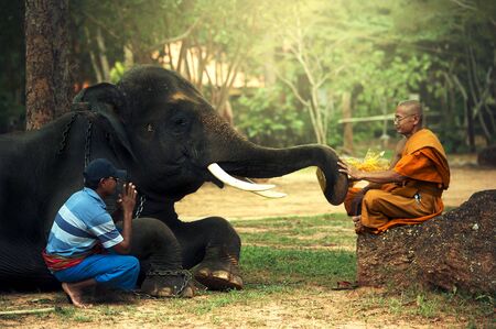 Monk and man with young elephantの写真素材