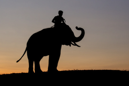 Elephant silhouette sunset with mahout on the moutainの写真素材
