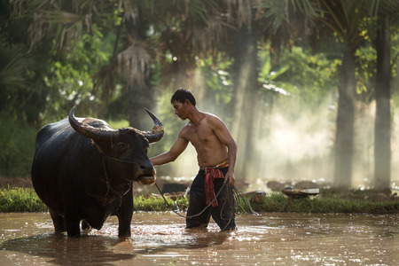 Young farmer  and buffalo on the field.の写真素材