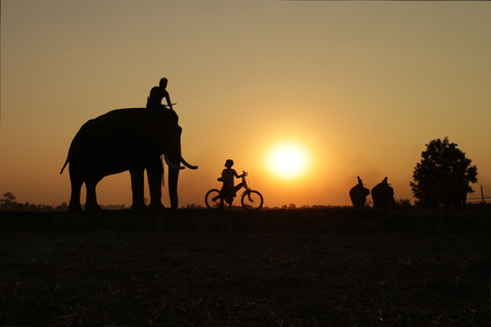 Thai people father and son with elephant silhouette sunset And bicycle on the rice field.の写真素材