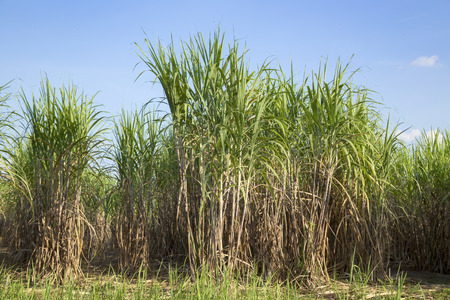 Sugarcane in field of farming  in countryside Thailand.