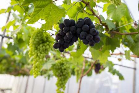 Red grapes in the greenhouse.の写真素材