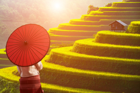 Traveller in rice field terrace Mu Cang Chai Vietnam の写真素材