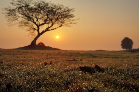 Landscape, tree and tents in the morning, camping.の写真素材