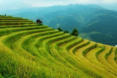 Vietnam Landscape beautiful terrace rice field at Mu Cang Chai