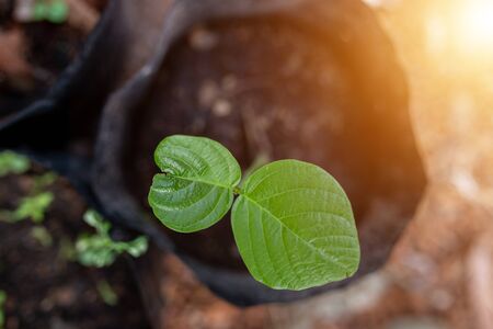 Butea frondosa seedlings planted in the planting panel.の写真素材