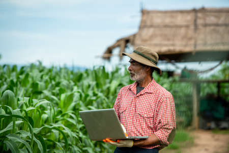 Farmers use a laptop to check the quality corn leaf in the corn fieldの写真素材