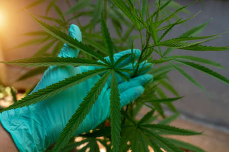 Thai cannabis in greenhouses for medicinal purposes