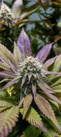 Close up cannabis leaf in the indoor organic farm