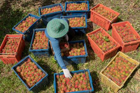 Farmers harvest rambutans for sale to the market in Thailand.の写真素材