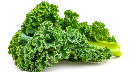 green wavy leaf kale on a white backgroundの素材