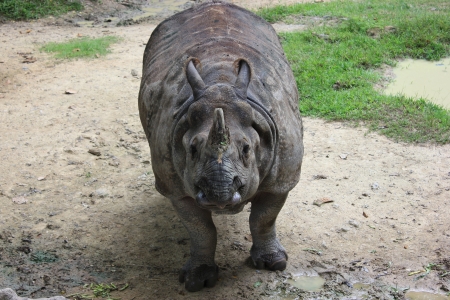 Rhinoceros in a zoo in Thailandの写真素材