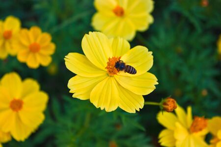 Bee working on yellow dandelionの写真素材