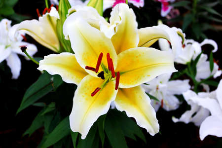 white lily flower の写真素材