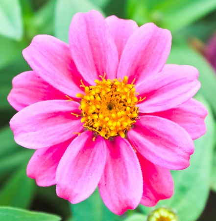 flowers are isolated on a white background の写真素材