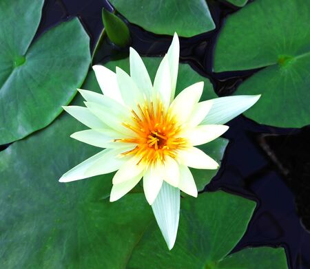 WHITE LOTUSの写真素材