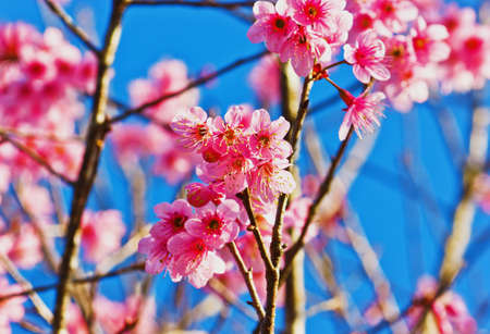 Cherry blossomsの写真素材