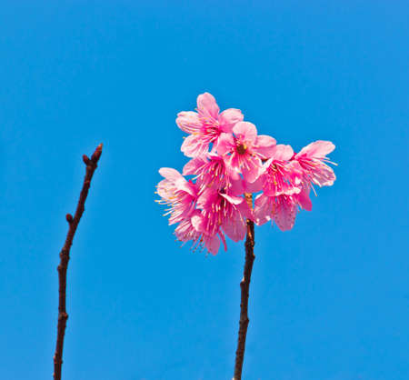 Pink flower on stemの写真素材