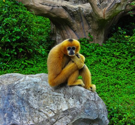 hungry monkey sit on a wall, waiting for food from touristの写真素材