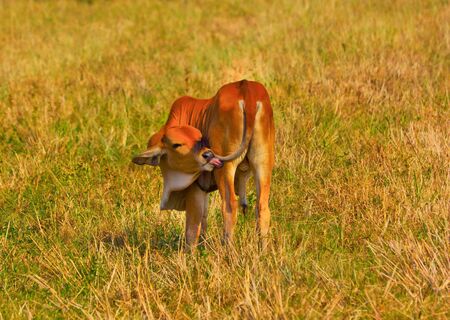 Thirsty cattleの写真素材