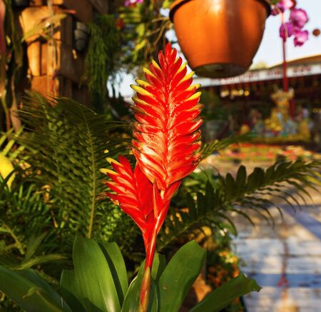Red Flower in the gardenの写真素材
