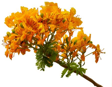 Beautiful yellow flowers on a white background の写真素材