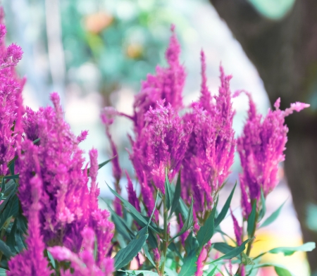 violet Flower in the gardenの写真素材