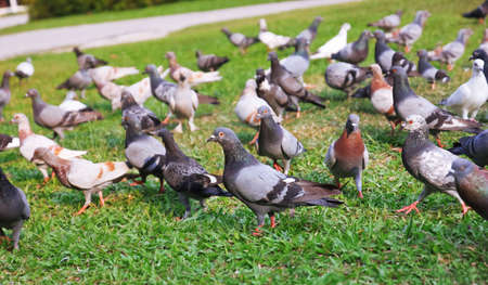 Group of Pigeonsの写真素材