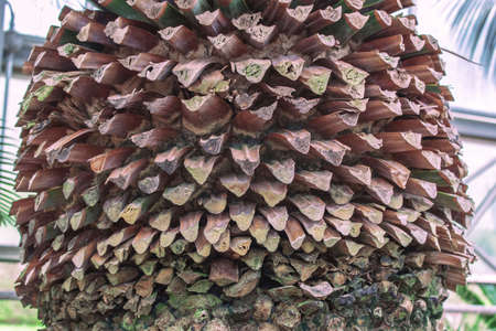 Big palm againstの写真素材