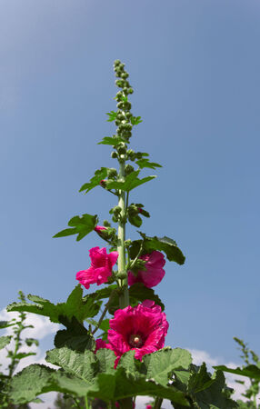 Single pink flowers on blue skyの写真素材
