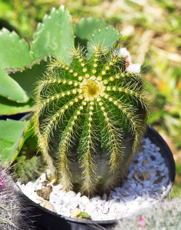Flower pot with variety of succulents   の写真素材