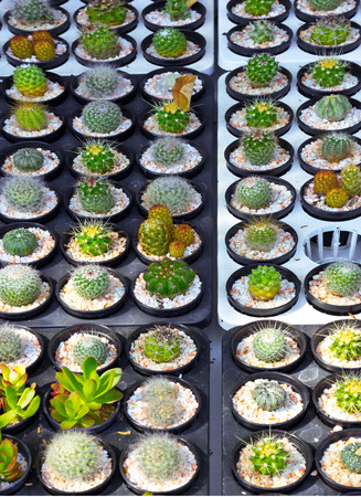 Flower pot with variety of succulents   の写真素材