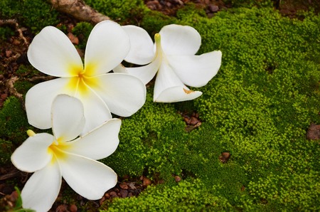 Frangipani garden natureの写真素材