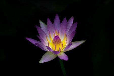 The blooming beautiful lotus purple petal yellow pollen flower isolated on black backgroundの写真素材