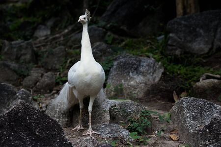 White peacock head on gray rock background at zoo thailandの写真素材