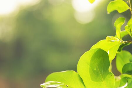 abstract bokeh blur nature green color for background,blurred and defocused effect spring concept...