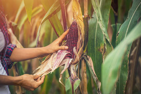 Corn in hand farmer woman, natural background, Fresh purple violet corn on plant