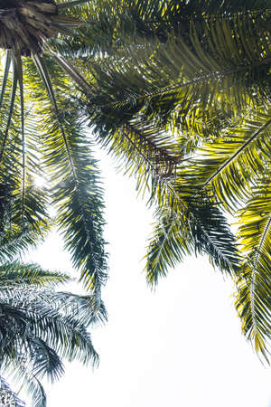 coconut leaves beautiful tropical on white backgroundの写真素材