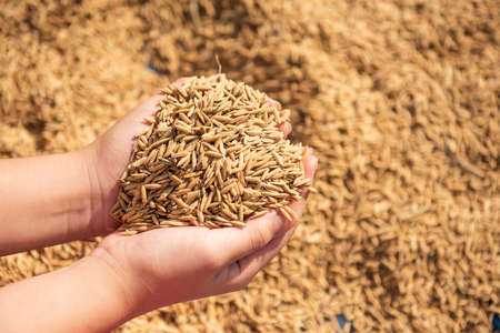 Paddy in harvest,The golden yellow paddy in hand, Farmer carrying paddy on hand, Rice.の写真素材