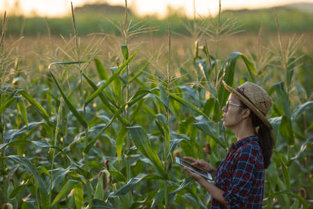 asian woman farmer with digital tablet in corn field, Beautiful morning sunrise over the corn field. green corn field in agricultural garden and light shines sunset in the evening Mountain backgroundの写真素材