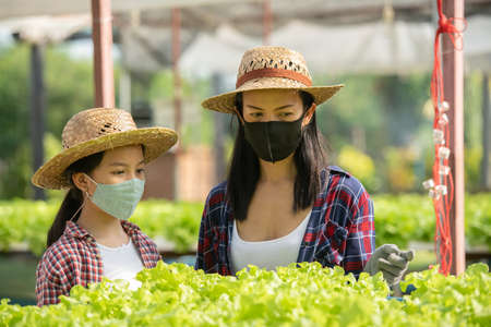 Asian mother and daughter wear mask are helping together to collect the fresh hydroponic vegetable...