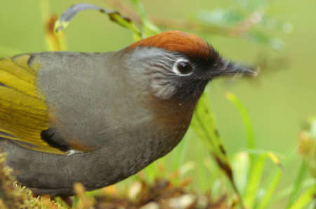 bird in natureの写真素材