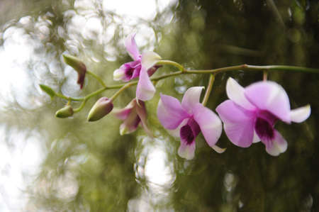 orcid thaiの写真素材
