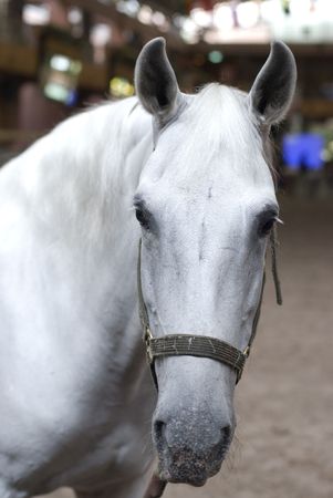 white horseの写真素材