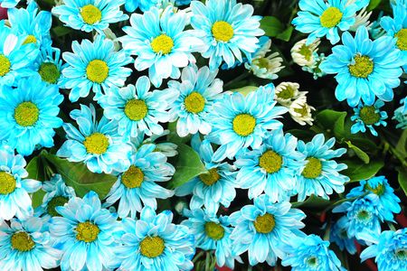 blue flowerの写真素材