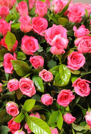 pink roseの写真素材