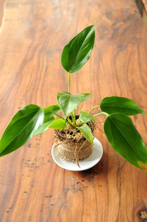 llittle treeの写真素材