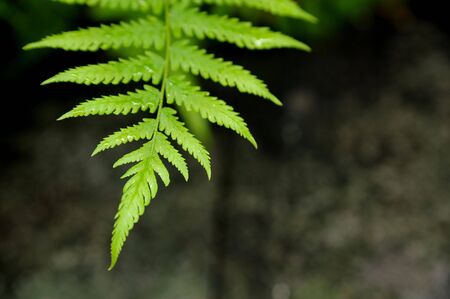 leafの写真素材